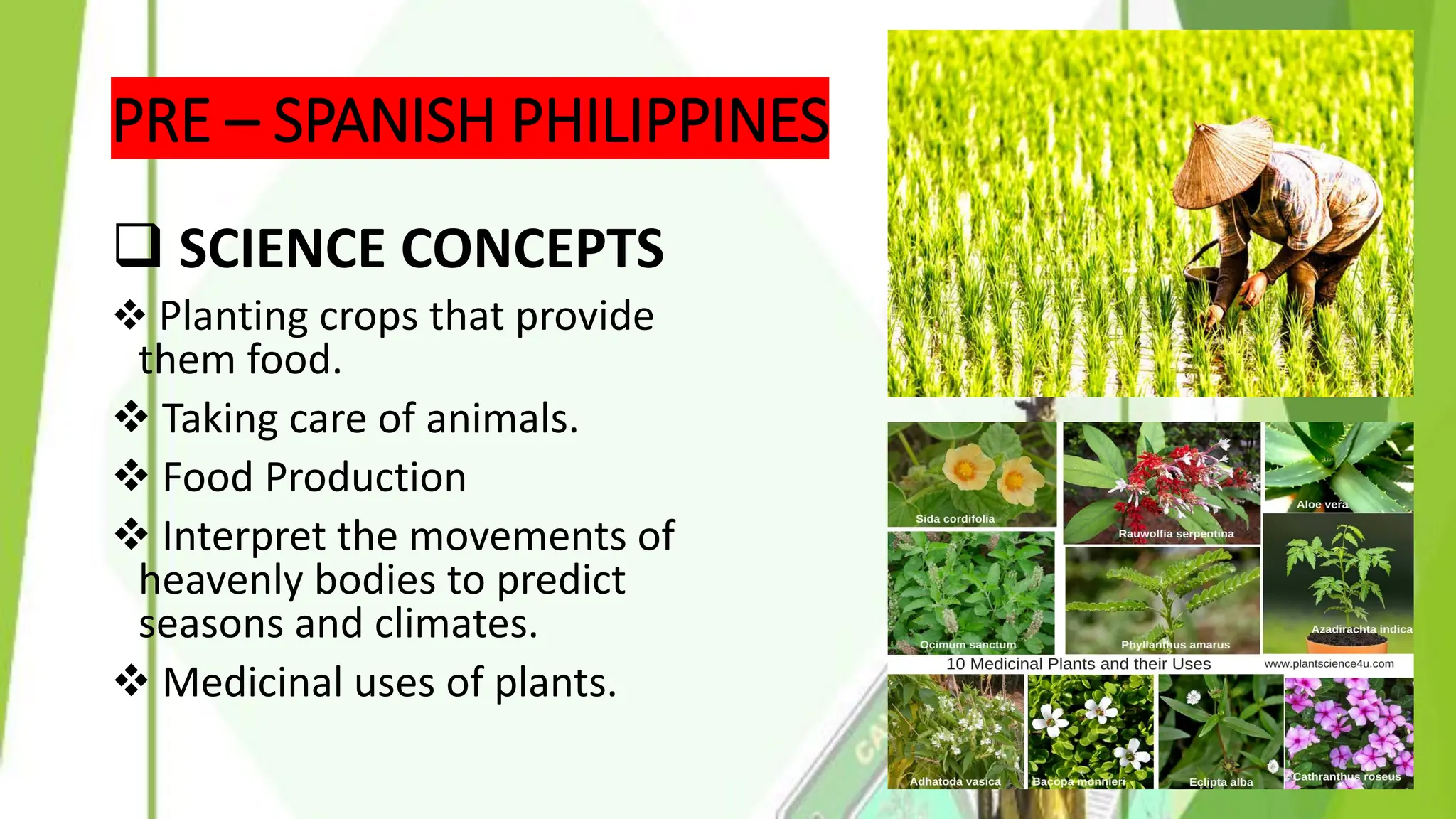 PRE – SPANISH PHILIPPINES
❑ SCIENCE CONCEPTS
❖ Planting crops that provide
them food.
❖ Taking care of animals.
❖ Food Production
❖ Interpret the movements of
heavenly bodies to predict
seasons and climates.
❖ Medicinal uses of plants.
 
