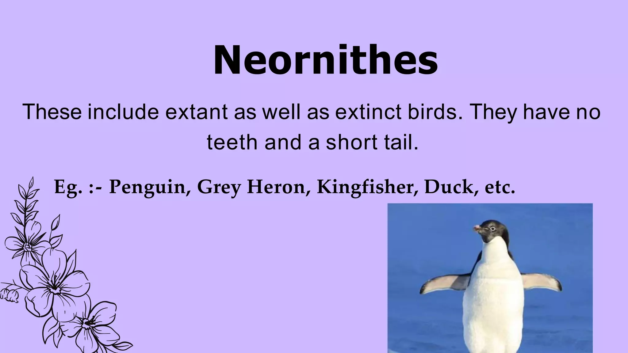 Aves Presentation For Class 9 Pptx