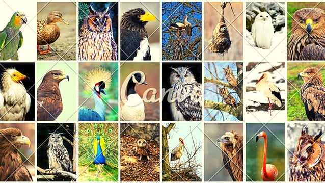 Aves Presentation For Class 9 Pptx