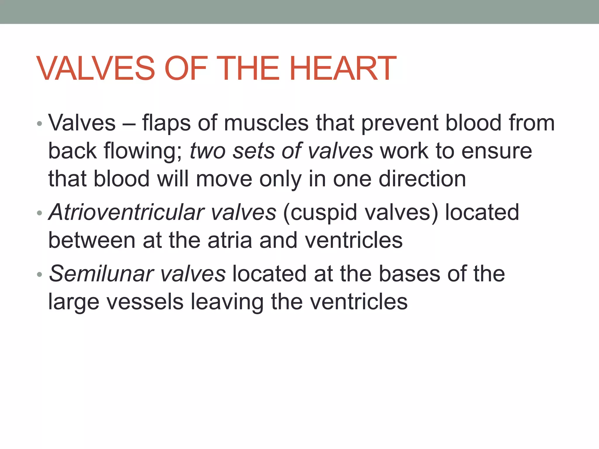 VALVES OF THE HEART
• Valves – flaps of muscles that prevent blood from
back flowing; two sets of valves work to ensure
that blood will move only in one direction
• Atrioventricular valves (cuspid valves) located
between at the atria and ventricles
• Semilunar valves located at the bases of the
large vessels leaving the ventricles
 