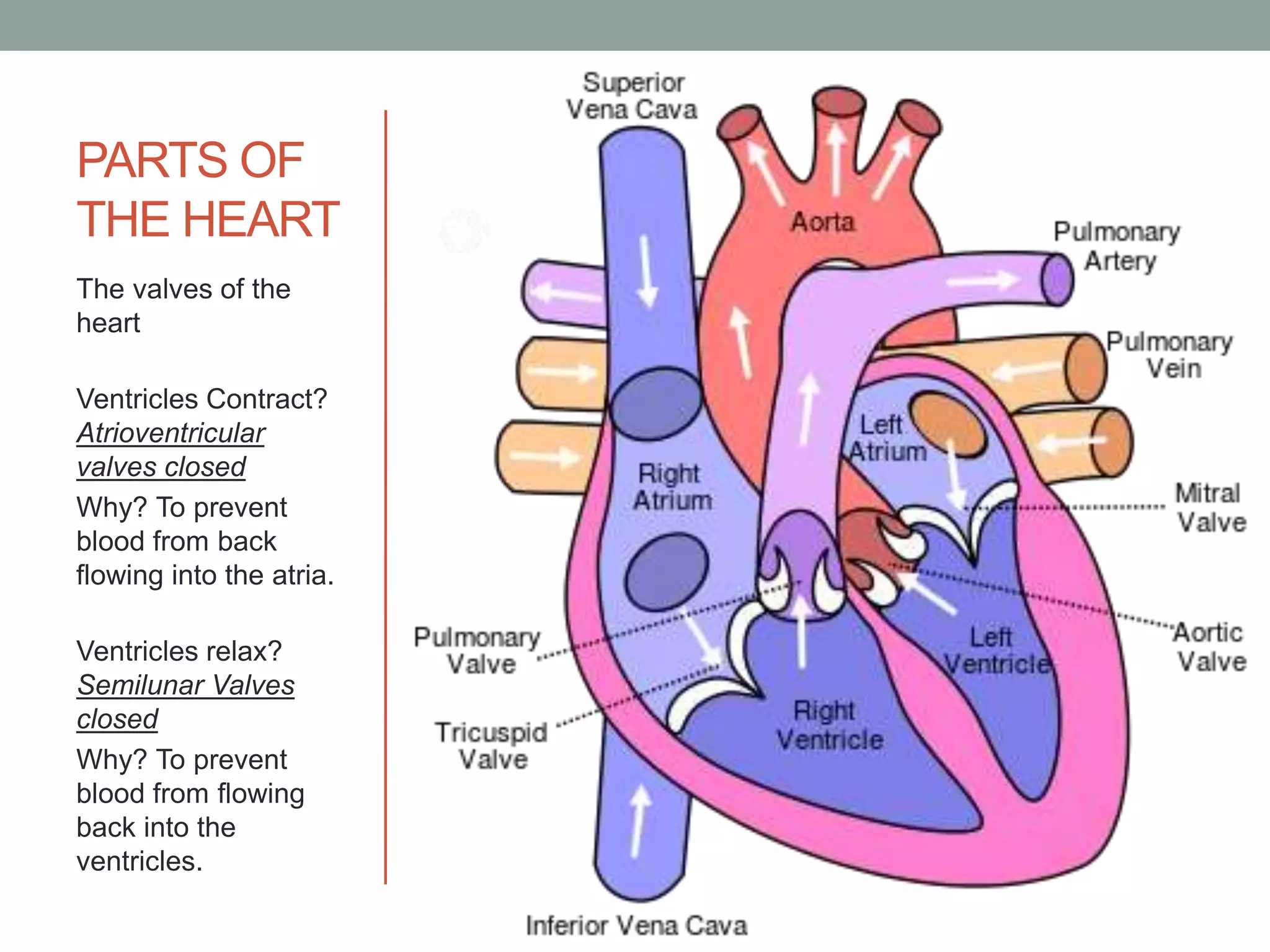 PARTS OF
THE HEART
The valves of the
heart
Ventricles Contract?
Atrioventricular
valves closed
Why? To prevent
blood from back
flowing into the atria.
Ventricles relax?
Semilunar Valves
closed
Why? To prevent
blood from flowing
back into the
ventricles.
 