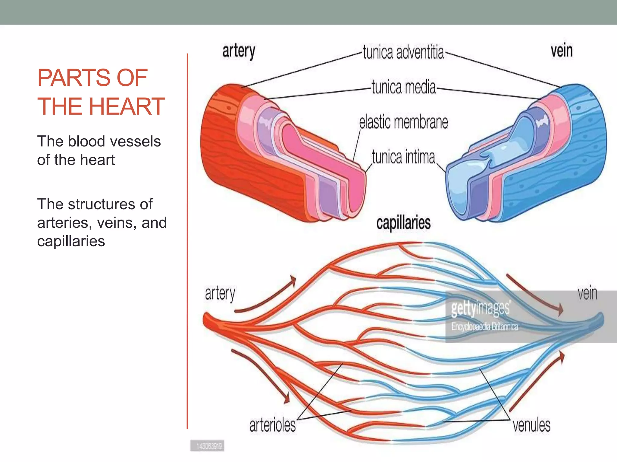PARTS OF
THE HEART
The blood vessels
of the heart
The structures of
arteries, veins, and
capillaries
 