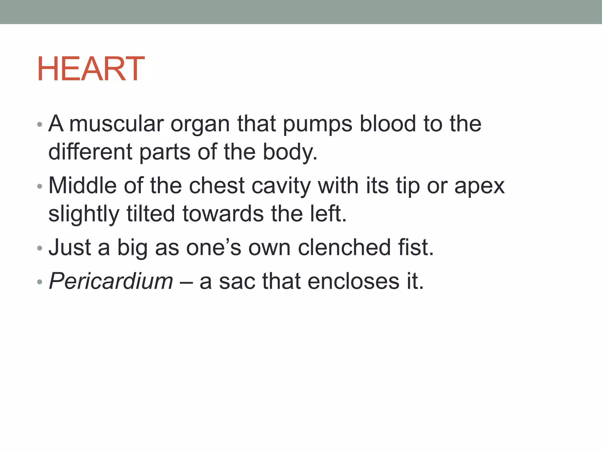 HEART
• A muscular organ that pumps blood to the
different parts of the body.
• Middle of the chest cavity with its tip or apex
slightly tilted towards the left.
• Just a big as one’s own clenched fist.
• Pericardium – a sac that encloses it.
 