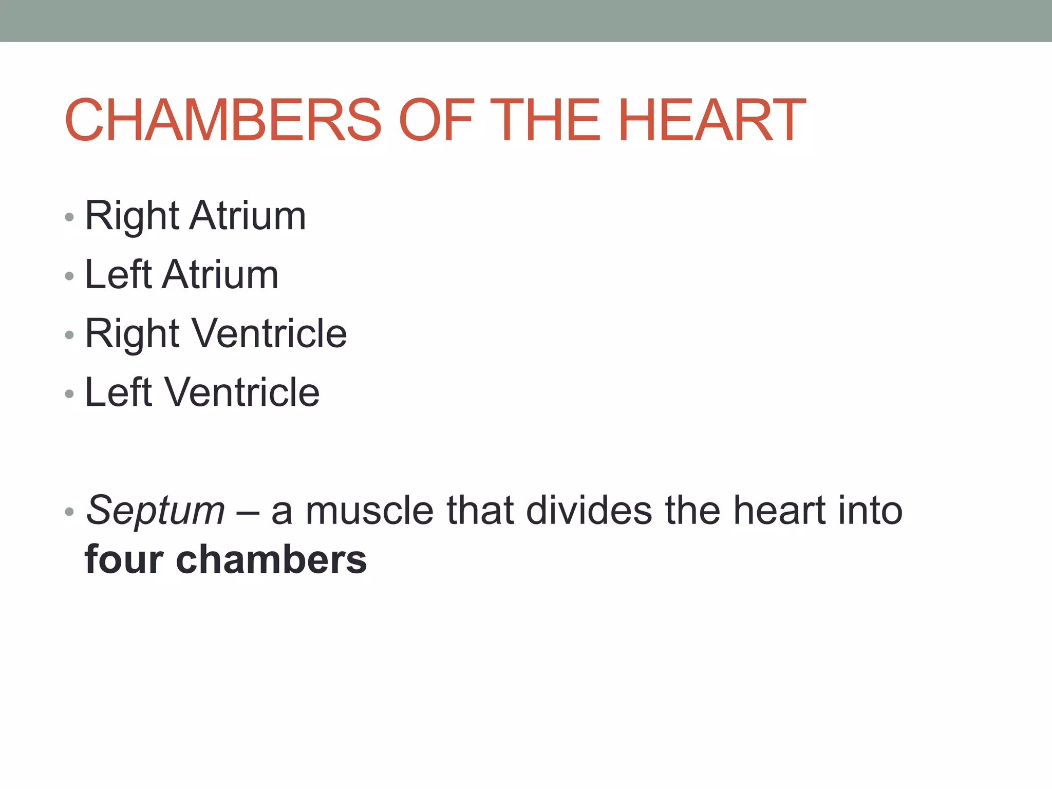 CHAMBERS OF THE HEART
• Right Atrium
• Left Atrium
• Right Ventricle
• Left Ventricle
• Septum – a muscle that divides the heart into
four chambers
 