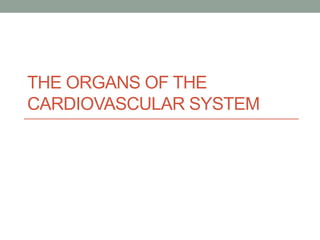 THE ORGANS OF THE
CARDIOVASCULAR SYSTEM
 