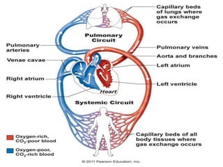 Organs of Cardiovascular System | PPT