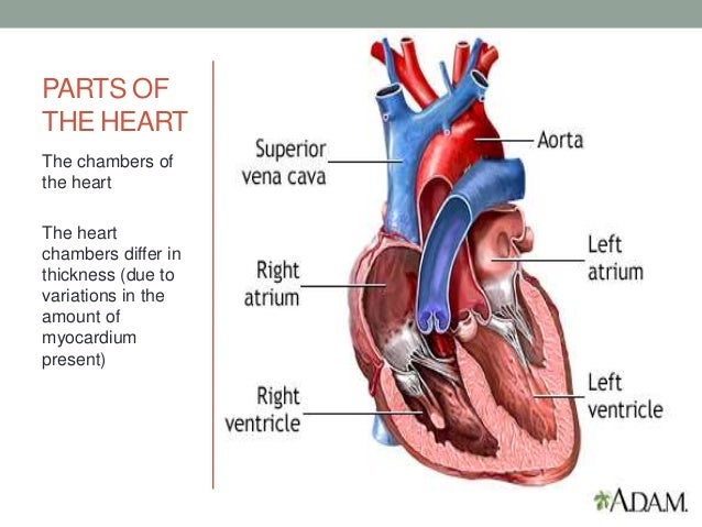 Organs of Cardiovascular System