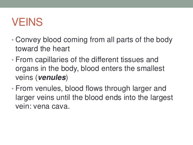Organs of Cardiovascular System