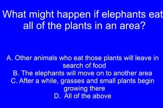 What might happen if elephants eat all of the plants in an area? A. Other animals who eat those plants will leave in search of food B. The elephants will move on to another area C. After a while, grasses and small plants begin growing there D.  All of the above 