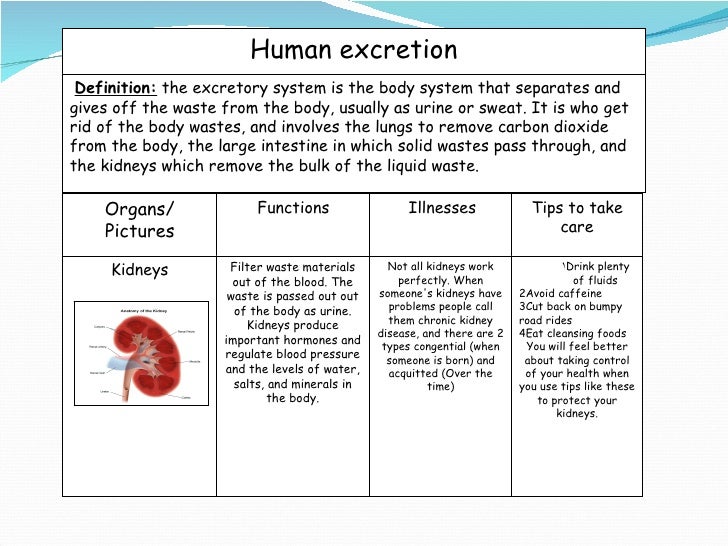 science water i excretory system flow chart of human excretory system