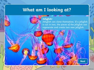 Jellyfish!
Jellyfish can clone themselves. If a jellyfish
is cut in two, the pieces of the jellyfish can
regenerate and create two new jellyfish.
What am I looking at?
Next
 