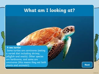 A sea turtle!
Some turtles are carnivores (eating
a varied diet including shrimp,
jellyfish and snails). Other species
are herbivores, and some are
omnivores (this means they eat both
plants and animals!).
What am I looking at?
Next
 