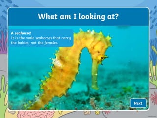 A seahorse!
It is the male seahorses that carry
the babies, not the females.
What am I looking at?
Next
 