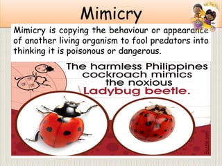 Mimicry
Mimicry is copying the behaviour or appearance
of another living organism to fool predators into
thinking it is poisonous or dangerous.
 