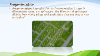 How Do Organisms Reproduce ? - Class 10 CBSE science (BIo) | PPTX