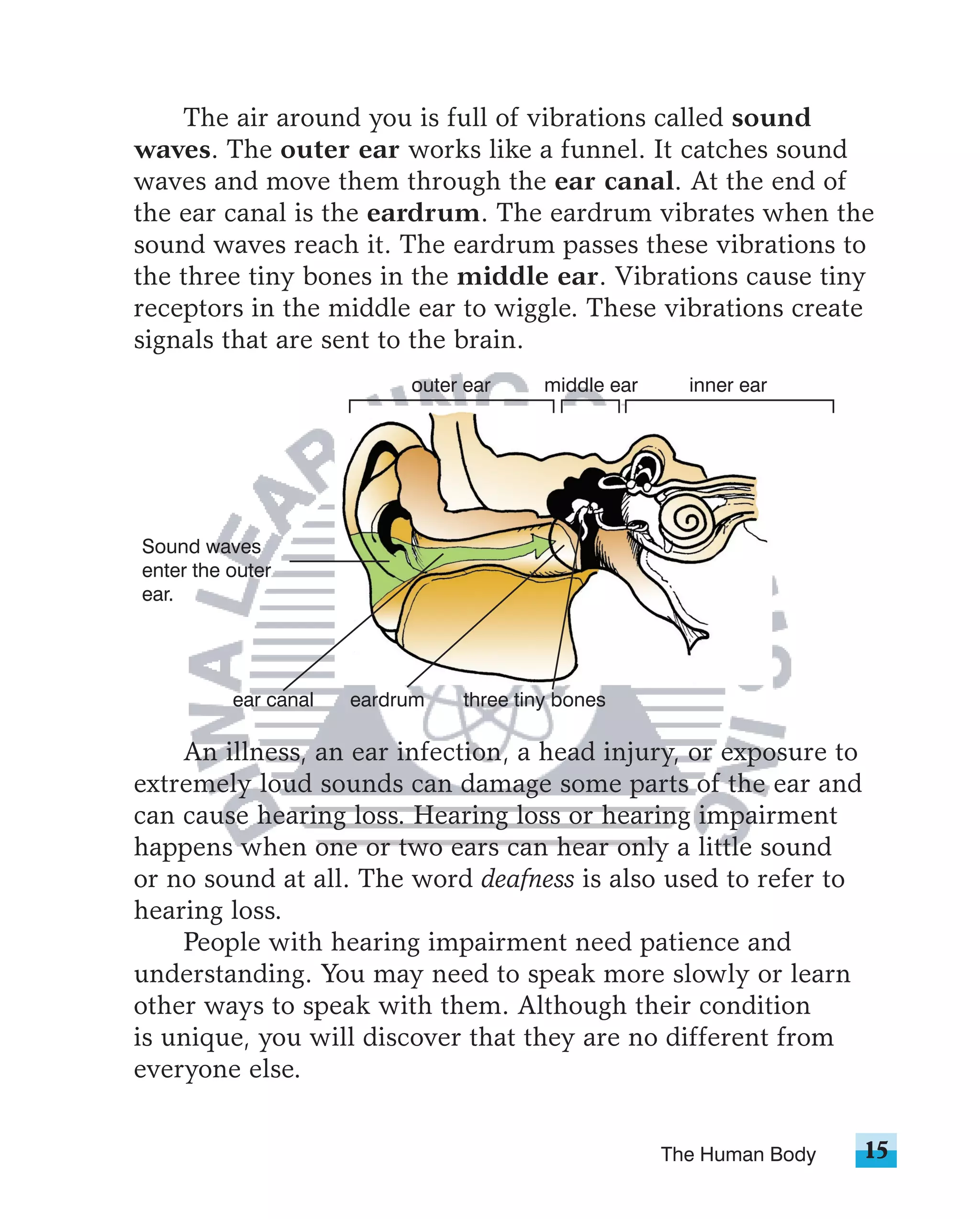 The air around you is full of vibrations called sound
waves. The outer ear works like a funnel. It catches sound
waves and move them through the ear canal. At the end of
the ear canal is the eardrum. The eardrum vibrates when the
sound waves reach it. The eardrum passes these vibrations to
the three tiny bones in the middle ear. Vibrations cause tiny
receptors in the middle ear to wiggle. These vibrations create
signals that are sent to the brain.
                           outer ear     middle ear     inner ear




Sound waves
enter the outer
ear.




          ear canal   eardrum   three tiny bones

    An illness, an ear infection, a head injury, or exposure to
extremely loud sounds can damage some parts of the ear and
can cause hearing loss. Hearing loss or hearing impairment
happens when one or two ears can hear only a little sound
or no sound at all. The word deafness is also used to refer to
hearing loss.
    People with hearing impairment need patience and
understanding. You may need to speak more slowly or learn
other ways to speak with them. Although their condition
is unique, you will discover that they are no different from
everyone else.


                                                      The Human Body   15
 
