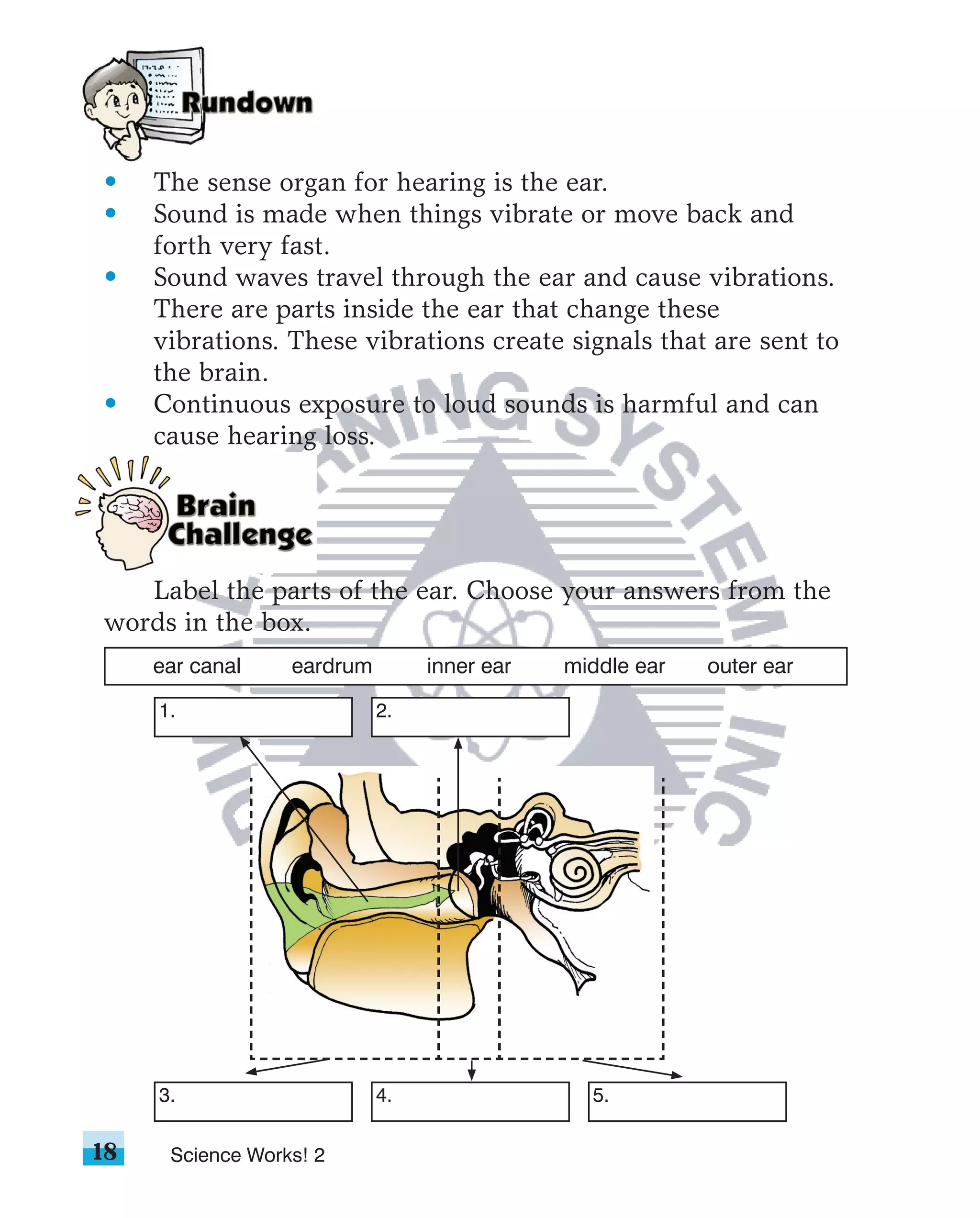 •    The sense organ for hearing is the ear.
•    Sound is made when things vibrate or move back and
     forth very fast.
•    Sound waves travel through the ear and cause vibrations.
     There are parts inside the ear that change these
     vibrations. These vibrations create signals that are sent to
     the brain.
•    Continuous exposure to loud sounds is harmful and can
     cause hearing loss.




   Label the parts of the ear. Choose your answers from the
words in the box.
     ear canal    eardrum        inner ear   middle ear   outer ear

     1.                     2.




     3.                     4.                 5.

18    Science Works! 2
 