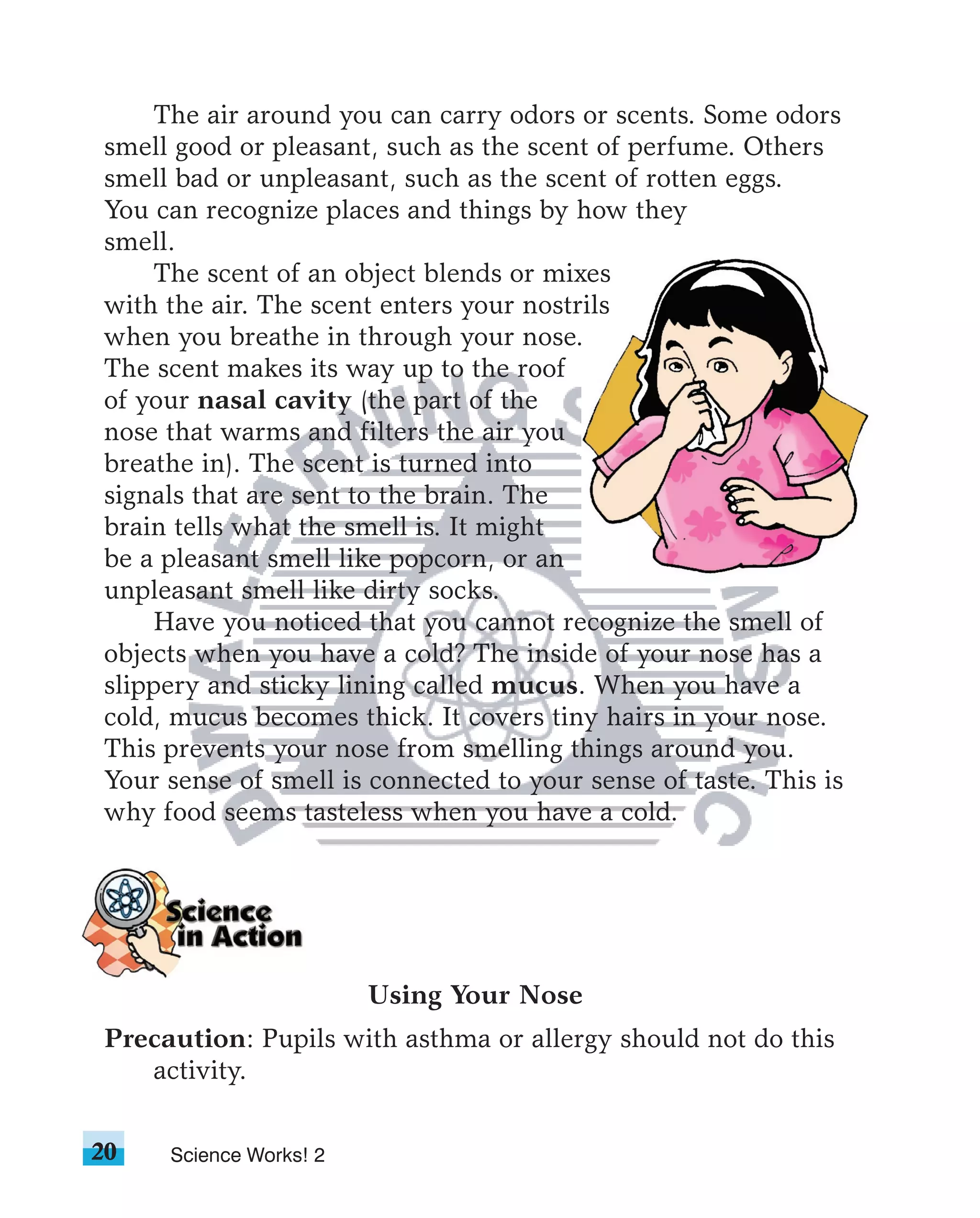 The air around you can carry odors or scents. Some odors
smell good or pleasant, such as the scent of perfume. Others
smell bad or unpleasant, such as the scent of rotten eggs.
You can recognize places and things by how they
smell.
    The scent of an object blends or mixes
with the air. The scent enters your nostrils
when you breathe in through your nose.
The scent makes its way up to the roof
of your nasal cavity (the part of the
nose that warms and filters the air you
breathe in). The scent is turned into
signals that are sent to the brain. The
brain tells what the smell is. It might
be a pleasant smell like popcorn, or an
unpleasant smell like dirty socks.
    Have you noticed that you cannot recognize the smell of
objects when you have a cold? The inside of your nose has a
slippery and sticky lining called mucus. When you have a
cold, mucus becomes thick. It covers tiny hairs in your nose.
This prevents your nose from smelling things around you.
Your sense of smell is connected to your sense of taste. This is
why food seems tasteless when you have a cold.




                        Using Your Nose
Precaution: Pupils with asthma or allergy should not do this
   activity.


20   Science Works! 2
 