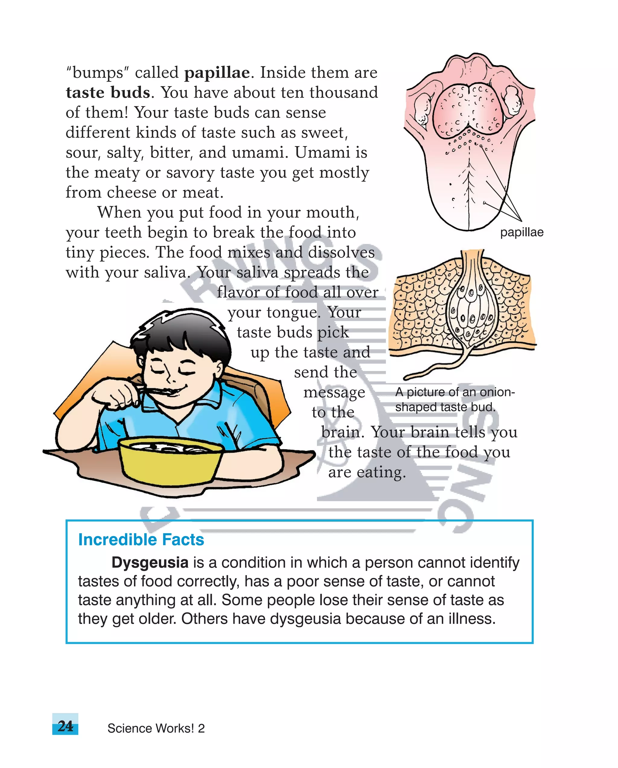 “bumps” called papillae. Inside them are
 taste buds. You have about ten thousand
 of them! Your taste buds can sense
 different kinds of taste such as sweet,
 sour, salty, bitter, and umami. Umami is
 the meaty or savory taste you get mostly
 from cheese or meat.
      When you put food in your mouth,
 your teeth begin to break the food into                             papillae
 tiny pieces. The food mixes and dissolves
 with your saliva. Your saliva spreads the
                        flavor of food all over
                          your tongue. Your
                           taste buds pick
                             up the taste and
                                   send the
                                    message       A picture of an onion-
                                     to the       shaped taste bud.

                                       brain. Your brain tells you
                                        the taste of the food you
                                        are eating.



     Incredible Facts
          Dysgeusia is a condition in which a person cannot identify
     tastes of food correctly, has a poor sense of taste, or cannot
     taste anything at all. Some people lose their sense of taste as
     they get older. Others have dysgeusia because of an illness.




24       Science Works! 2
 