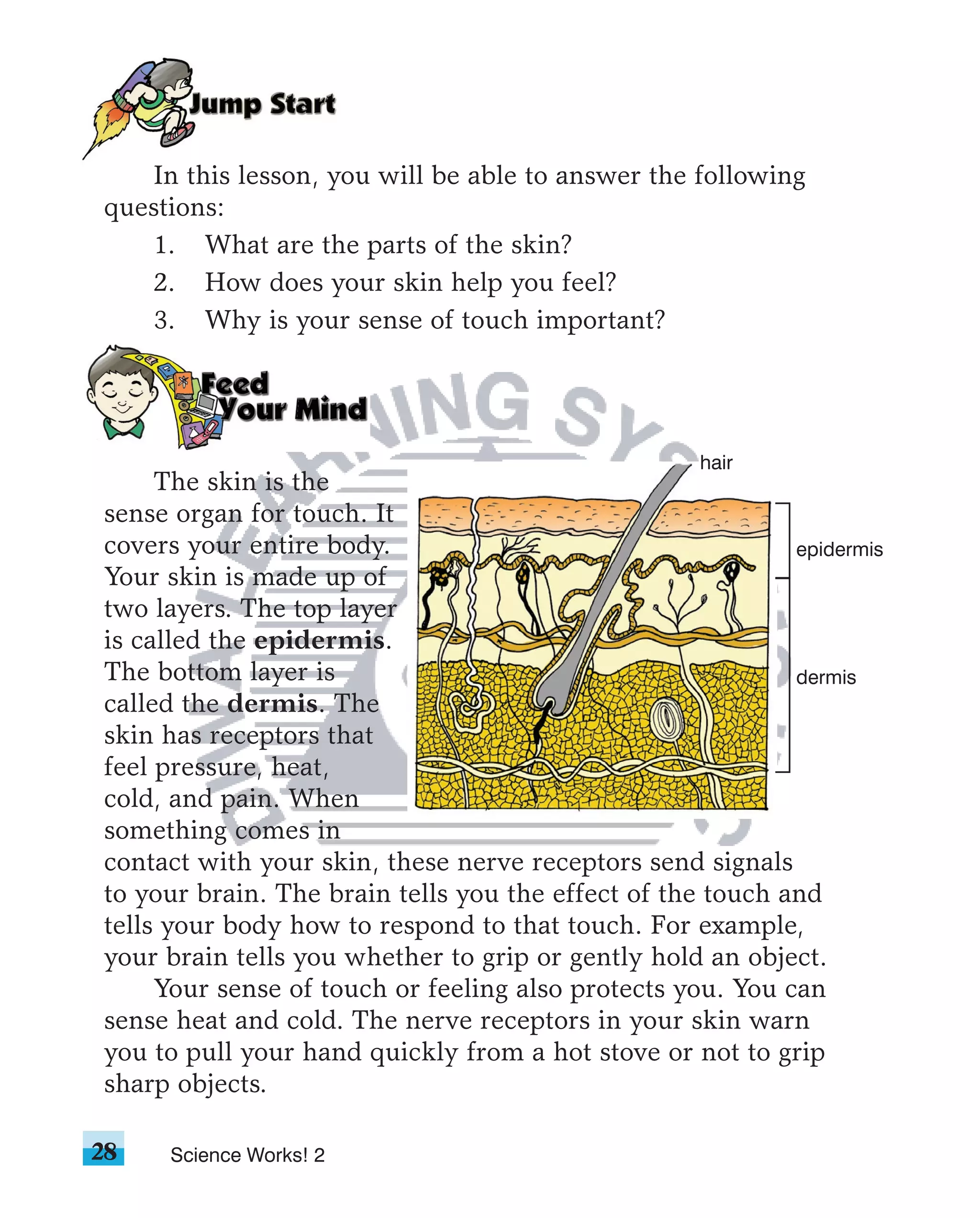 In this lesson, you will be able to answer the following
questions:
   1. What are the parts of the skin?
   2. How does your skin help you feel?
   3. Why is your sense of touch important?




                                                    hair
     The skin is the
sense organ for touch. It
covers your entire body.                                    epidermis
Your skin is made up of
two layers. The top layer
is called the epidermis.
The bottom layer is                                         dermis
called the dermis. The
skin has receptors that
feel pressure, heat,
cold, and pain. When
something comes in
contact with your skin, these nerve receptors send signals
to your brain. The brain tells you the effect of the touch and
tells your body how to respond to that touch. For example,
your brain tells you whether to grip or gently hold an object.
     Your sense of touch or feeling also protects you. You can
sense heat and cold. The nerve receptors in your skin warn
you to pull your hand quickly from a hot stove or not to grip
sharp objects.

28   Science Works! 2
 