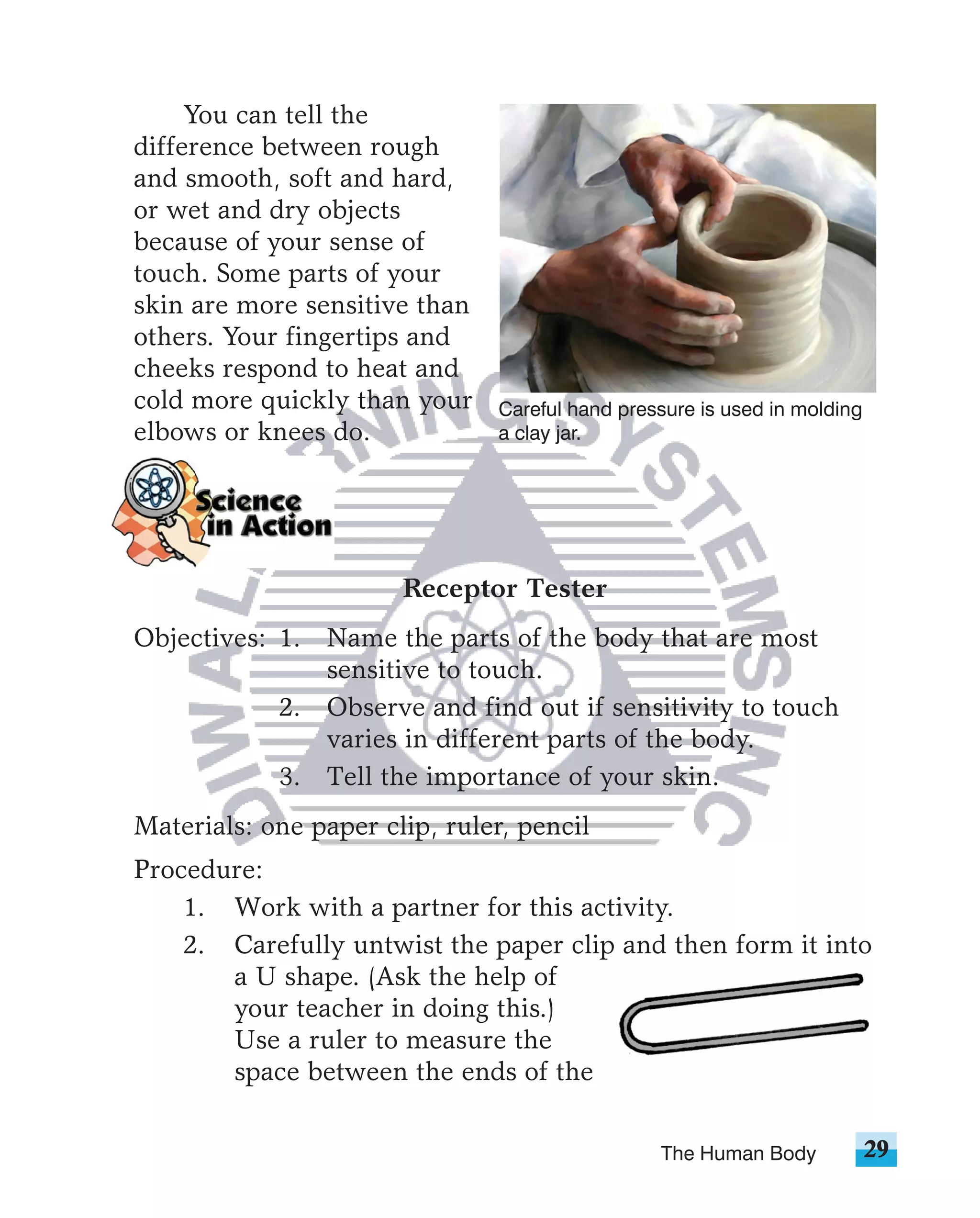 You can tell the
difference between rough
and smooth, soft and hard,
or wet and dry objects
because of your sense of
touch. Some parts of your
skin are more sensitive than
others. Your fingertips and
cheeks respond to heat and
cold more quickly than your    Careful hand pressure is used in molding
elbows or knees do.            a clay jar.




                       Receptor Tester
Objectives: 1. Name the parts of the body that are most
               sensitive to touch.
            2. Observe and find out if sensitivity to touch
               varies in different parts of the body.
            3. Tell the importance of your skin.
Materials: one paper clip, ruler, pencil
Procedure:
    1. Work with a partner for this activity.
    2. Carefully untwist the paper clip and then form it into
       a U shape. (Ask the help of
       your teacher in doing this.)
       Use a ruler to measure the
       space between the ends of the


                                                The Human Body            29
 