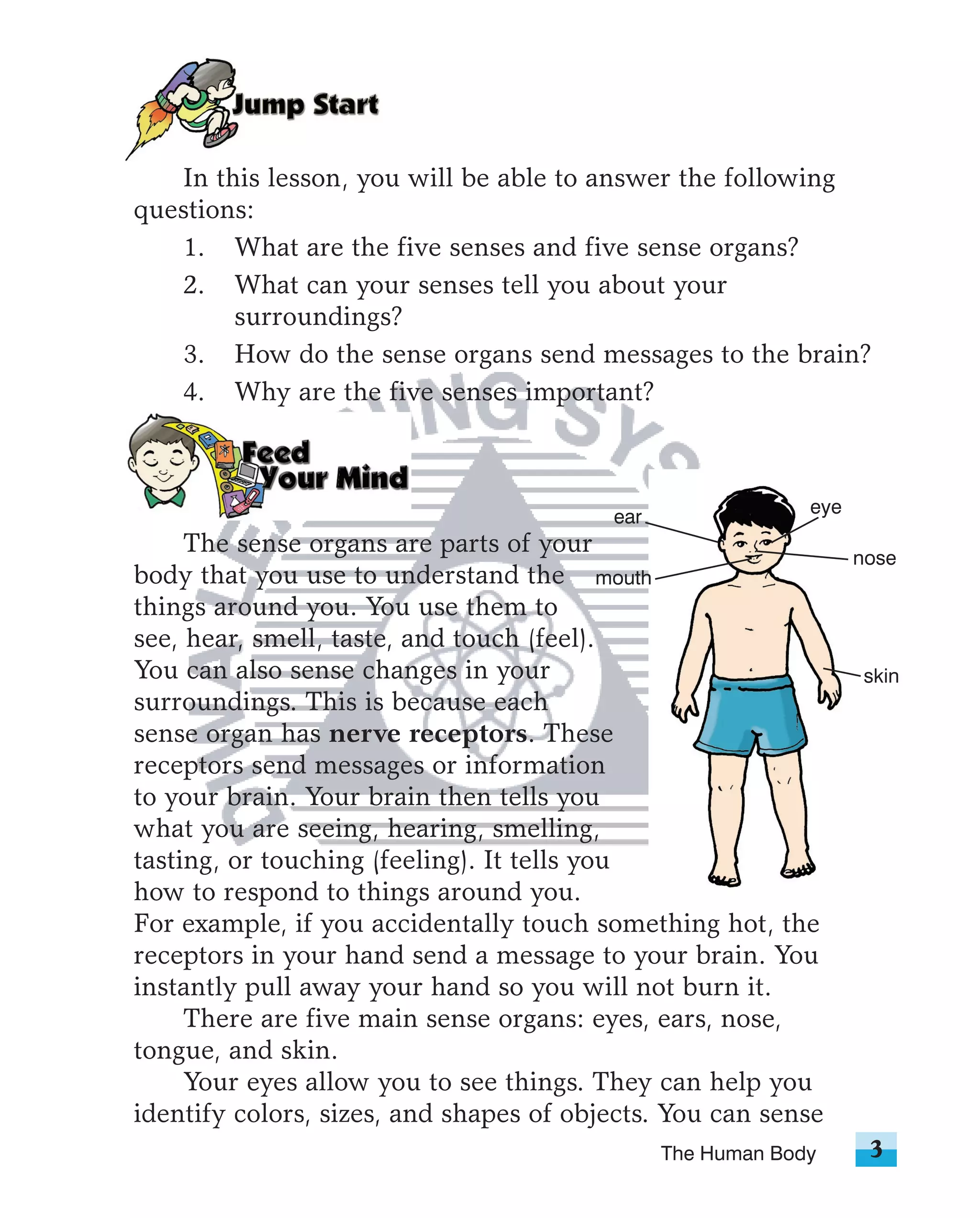 In this lesson, you will be able to answer the following
questions:
   1. What are the five senses and five sense organs?
   2. What can your senses tell you about your
        surroundings?
   3. How do the sense organs send messages to the brain?
   4. Why are the five senses important?



                                                            eye
                                         ear
     The sense organs are parts of your                           nose
body that you use to understand the mouth
things around you. You use them to
see, hear, smell, taste, and touch (feel).
You can also sense changes in your                                skin
surroundings. This is because each
sense organ has nerve receptors. These
receptors send messages or information
to your brain. Your brain then tells you
what you are seeing, hearing, smelling,
tasting, or touching (feeling). It tells you
how to respond to things around you.
For example, if you accidentally touch something hot, the
receptors in your hand send a message to your brain. You
instantly pull away your hand so you will not burn it.
     There are five main sense organs: eyes, ears, nose,
tongue, and skin.
     Your eyes allow you to see things. They can help you
identify colors, sizes, and shapes of objects. You can sense
                                               The Human Body      3
 