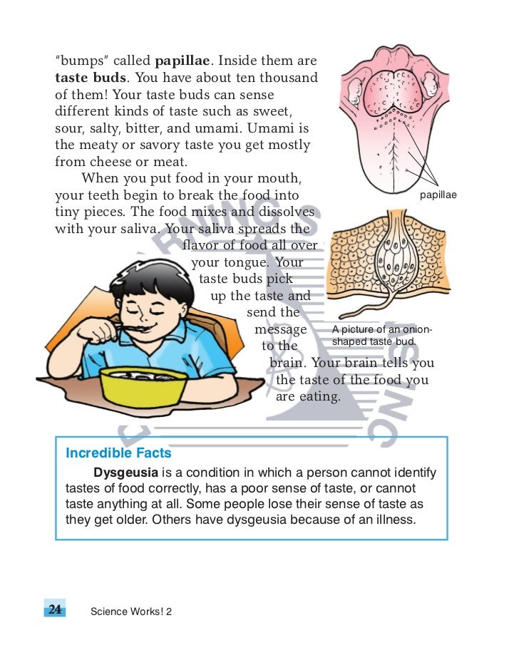 science works grade 2 how the sense of taste works