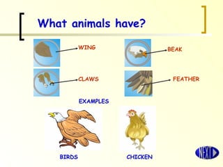 What animals have? WING EXAMPLES BIRDS CHICKEN CLAWS FEATHER BEAK 