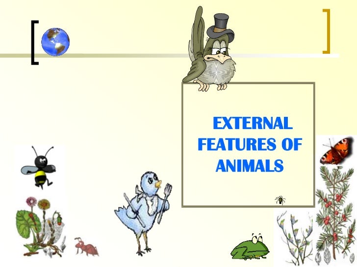 External features of animals