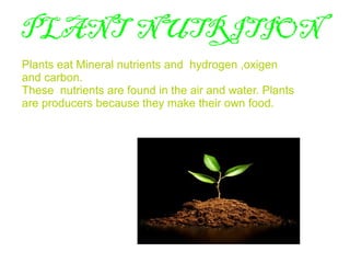 PLANT NUTRITION
Plants eat Mineral nutrients and hydrogen ,oxigen
and carbon.
These nutrients are found in the air and water. Plants
are producers because they make their own food.
 