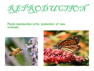 REPRODUCTION
Plants reproduction is the production of new
inviduals .
 