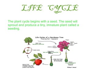LIFE CYCLE
The plant cycle begins with a seed. The seed will
sproud and produce a tiny, imnature plant called a
seeding.




                            yd
 