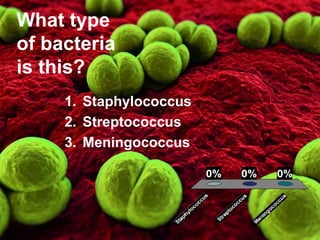 What type
of bacteria
is this?
     1. Staphylococcus
     2. Streptococcus
     3. Meningococcus
 