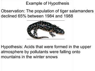 Example of Hypothesis Observation: The population of tiger salamanders declined 65% between 1984 and 1988 Hypothesis: Acids that were formed in the upper atmosphere by pollutants were falling onto mountains in the winter snows 