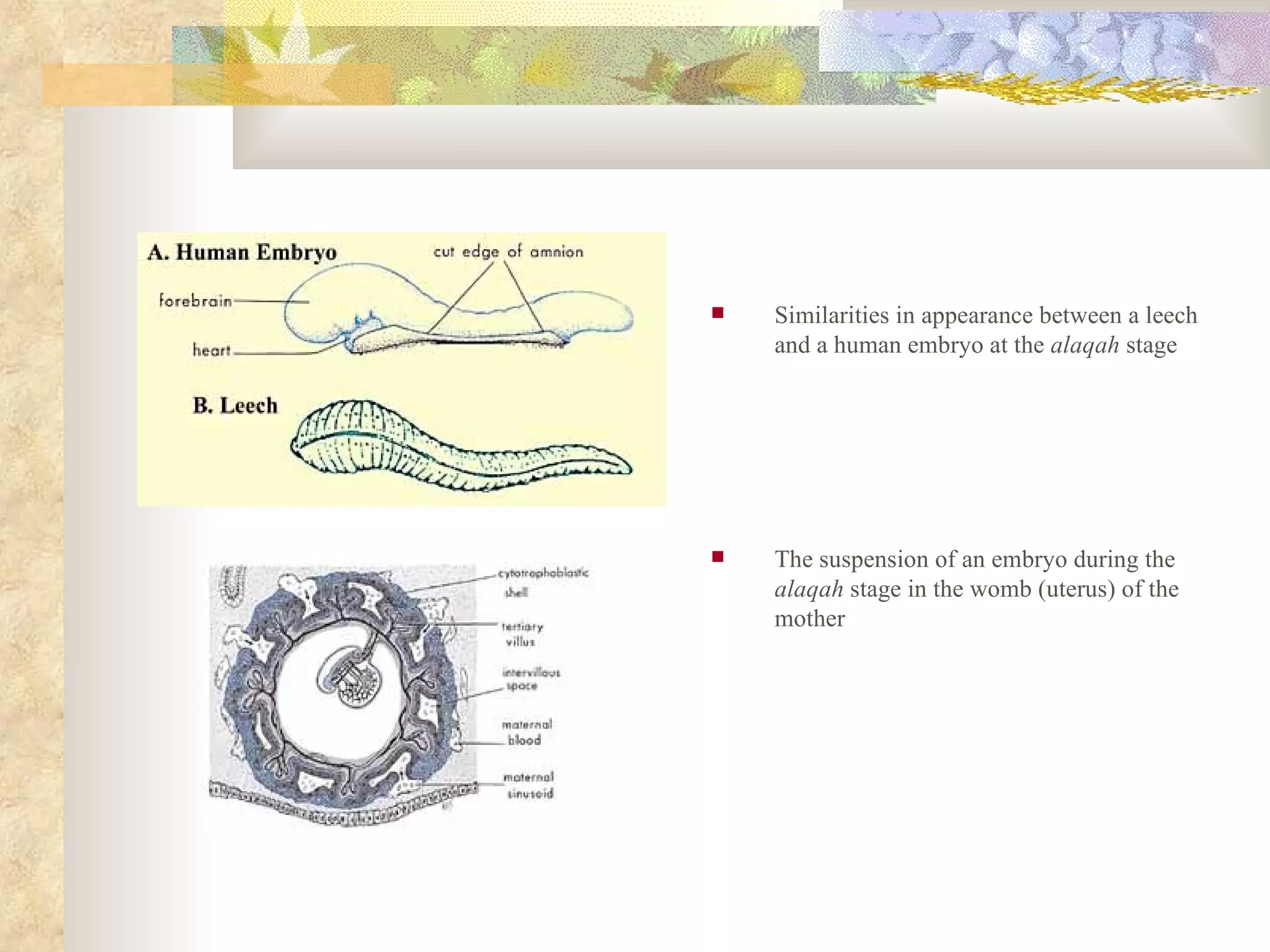 Similarities in appearance between a leech and a human embryo at the  alaqah  stage The suspension of an embryo during the  alaqah  stage in the womb (uterus) of the mother 