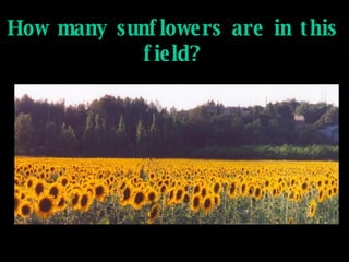How many sunflowers are in this field? 