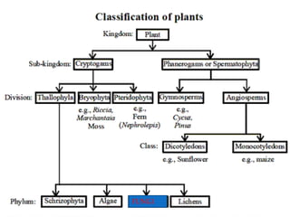 Scientific classification of organisms | PPTX