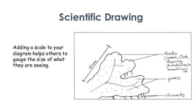 scientific diagram scientific drawing overview scientific diagram scientific drawing overview