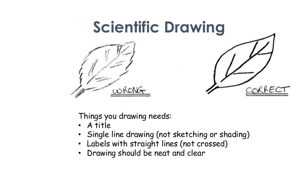 Scientific Drawing Overview