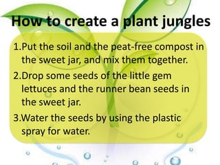 How to create a plant jungles
1.Put the soil and the peat-free compost in
  the sweet jar, and mix them together.
2.Drop some seeds of the little gem
  lettuces and the runner bean seeds in
  the sweet jar.
3.Water the seeds by using the plastic
  spray for water.
 