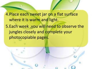 4.Place each sweet jar on a flat surface
  where it is warm and light.
5.Each week ,you will need to observe the
  jungles closely and complete your
  photocopiable pages.
 
