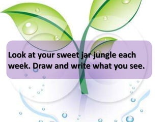 Look at your sweet jar jungle each
week. Draw and write what you see.
 