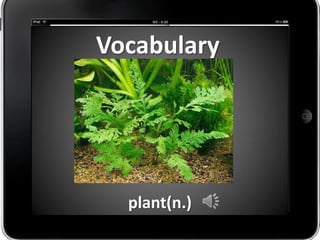 Vocabulary




  plant(n.)
 