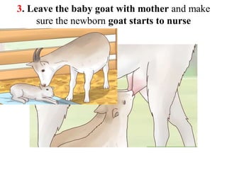 Scientific Managemental Practice of Goat Rearing | PDF
