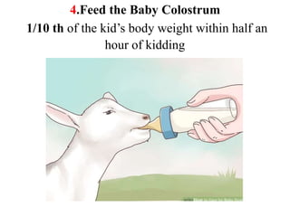 Scientific Managemental Practice of Goat Rearing | PDF