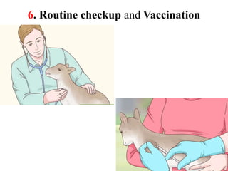 Scientific Managemental Practice of Goat Rearing | PDF