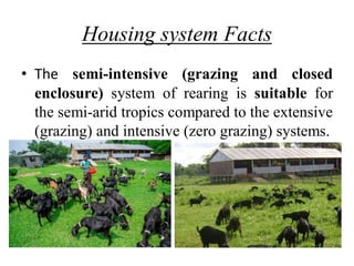 Scientific Managemental Practice of Goat Rearing | PDF