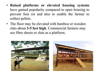 Scientific Managemental Practice of Goat Rearing | PDF