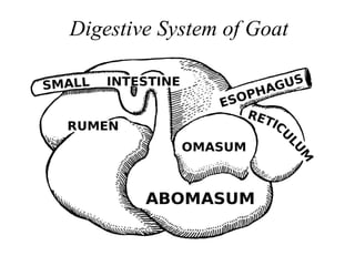 Digestive System In Goats Scientific Managemental Practice of Goat Rearing | PDF