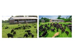 Scientific Managemental Practice of Goat Rearing | PDF